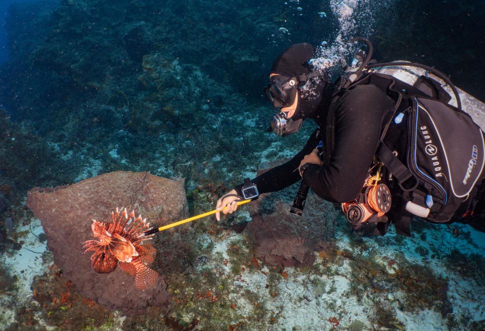 O specie de pește veninos invadează Marea Mediterană. Grecii încearcă o soluție pentru „catastrofa ecologică”: Îl pun în supă 1005459
