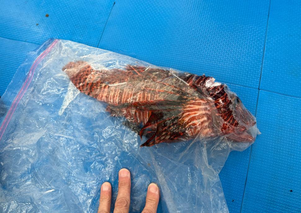 O specie de pește veninos invadează Marea Mediterană. Grecii încearcă o soluție pentru „catastrofa ecologică”: Îl pun în supă 1005461