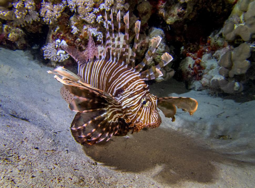 O specie de pește veninos invadează Marea Mediterană. Grecii încearcă o soluție pentru „catastrofa ecologică”: Îl pun în supă 1005463