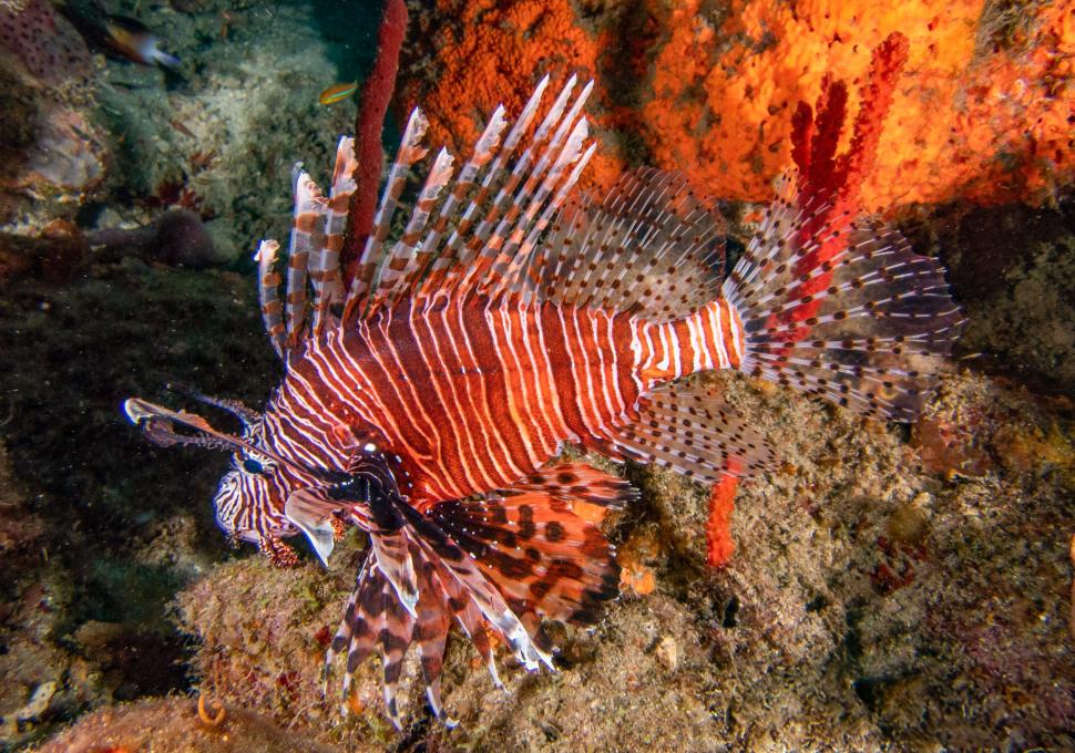 O specie de pește veninos invadează Marea Mediterană. Grecii încearcă o soluție pentru „catastrofa ecologică”: Îl pun în supă 1005464