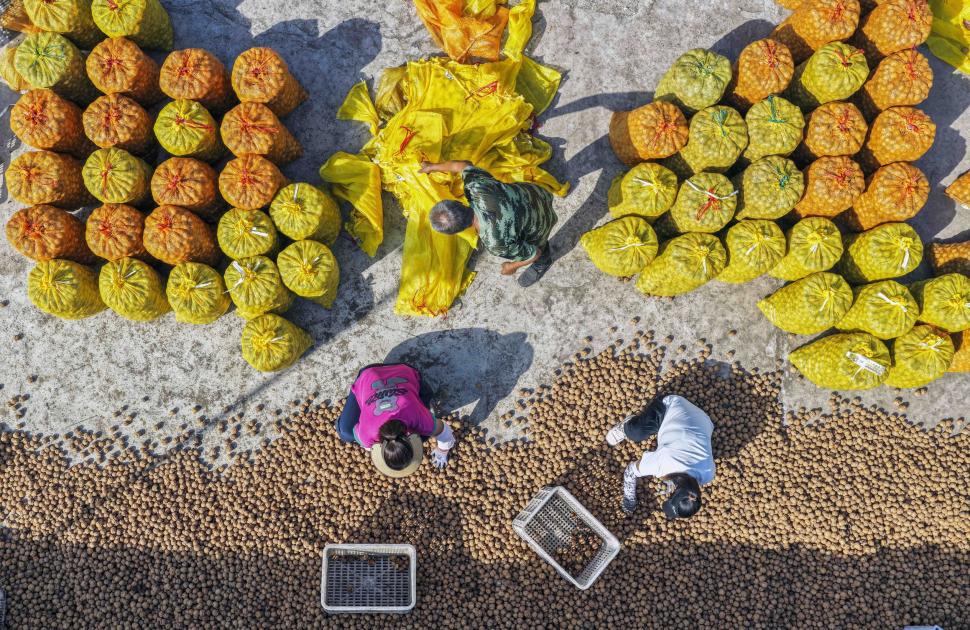 Recoltele de toamnă din China, văzute de sus. Imagini spectaculoase din dronă cu peisaje agricole colorate 1006676