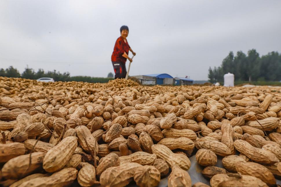 Recoltele de toamnă din China, văzute de sus. Imagini spectaculoase din dronă cu peisaje agricole colorate 1006677