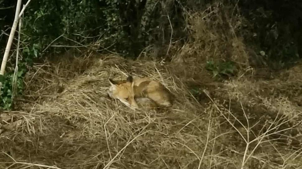 Vulpile care se cred pisici. Într-un cartier din București, vulpile se plimba printre oameni și stau "la poze" 1007448