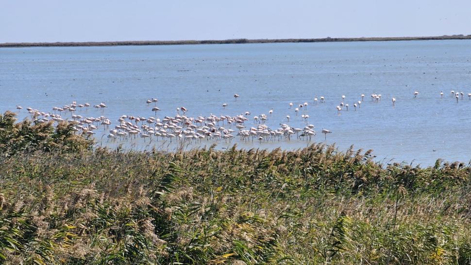 Imagini spectaculoase la malul Mării Negre: Lacul Nuntași s-a umplut de păsări flamingo roz 1007867