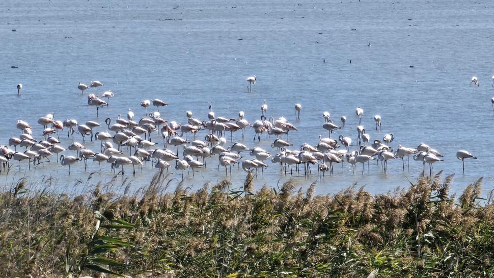 Imagini spectaculoase la malul Mării Negre: Lacul Nuntași s-a umplut de păsări flamingo roz 1007868