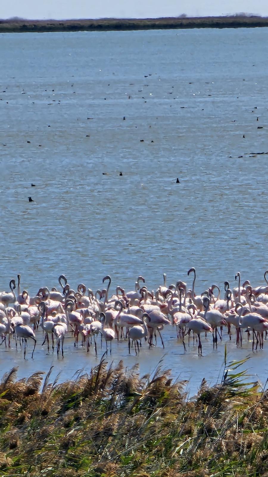 Imagini spectaculoase la malul Mării Negre: Lacul Nuntași s-a umplut de păsări flamingo roz 1007869