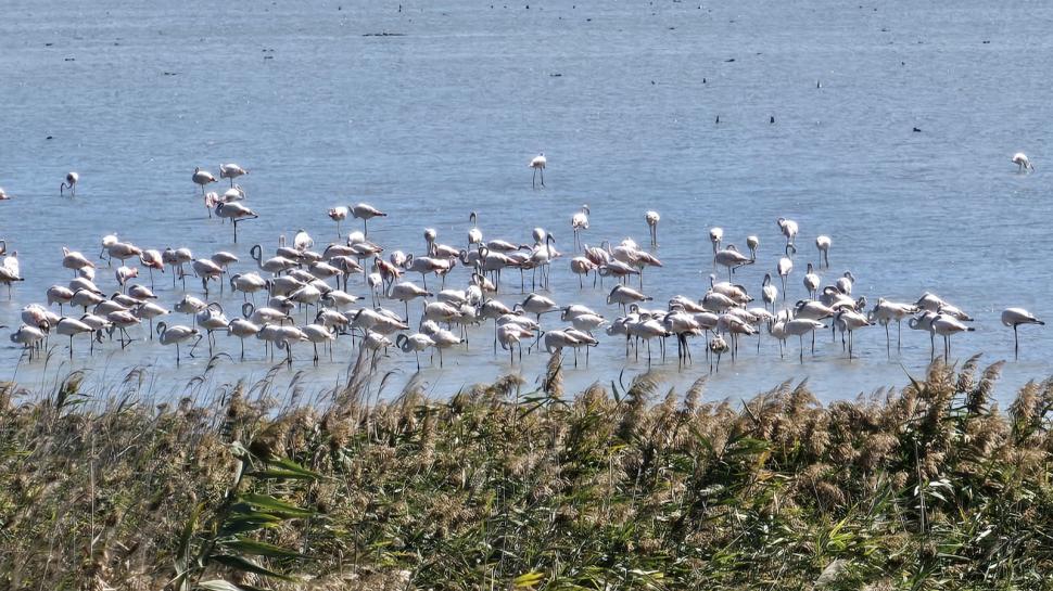 Imagini spectaculoase la malul Mării Negre: Lacul Nuntași s-a umplut de păsări flamingo roz 1007870