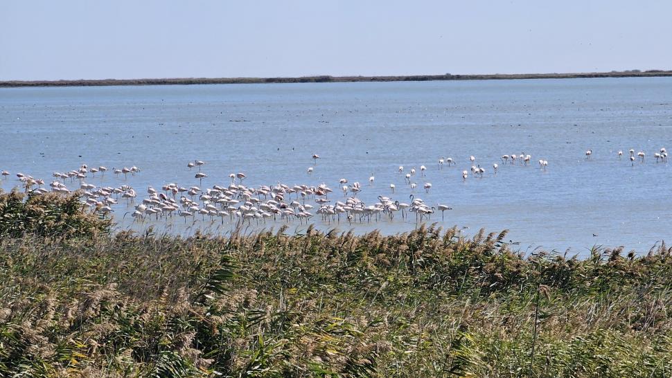 Imagini spectaculoase la malul Mării Negre: Lacul Nuntași s-a umplut de păsări flamingo roz 1007871