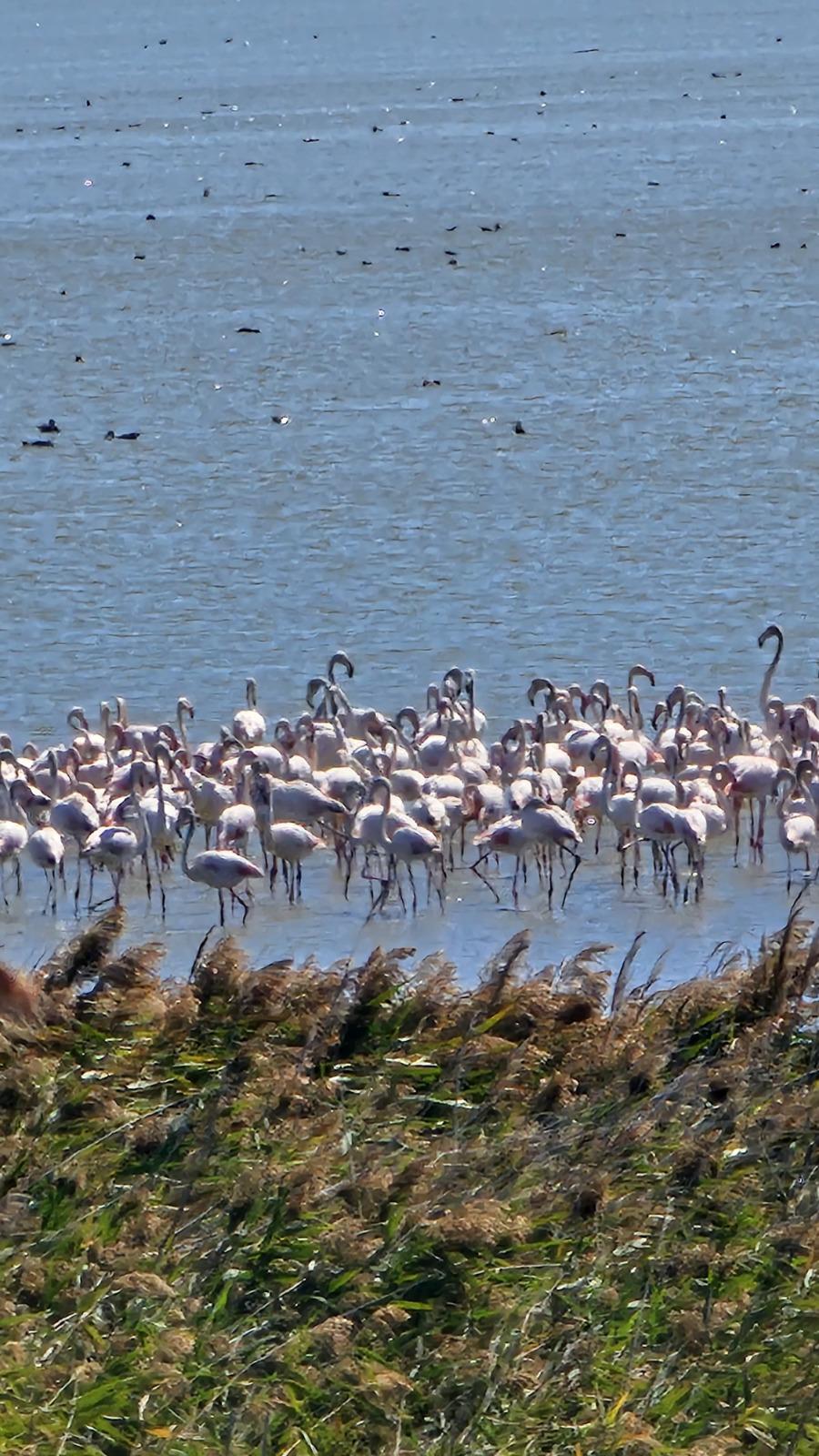 Imagini spectaculoase la malul Mării Negre: Lacul Nuntași s-a umplut de păsări flamingo roz 1007872