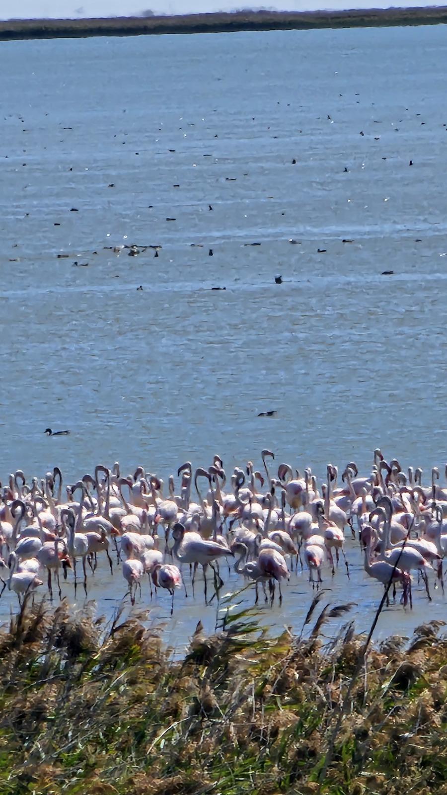 Imagini spectaculoase la malul Mării Negre: Lacul Nuntași s-a umplut de păsări flamingo roz 1007873