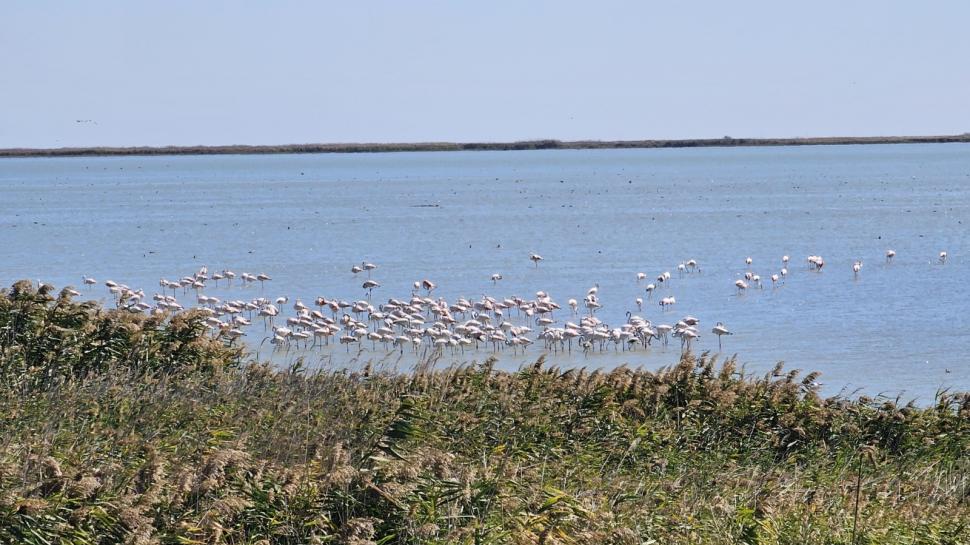 Imagini spectaculoase la malul Mării Negre: Lacul Nuntași s-a umplut de păsări flamingo roz 1007875
