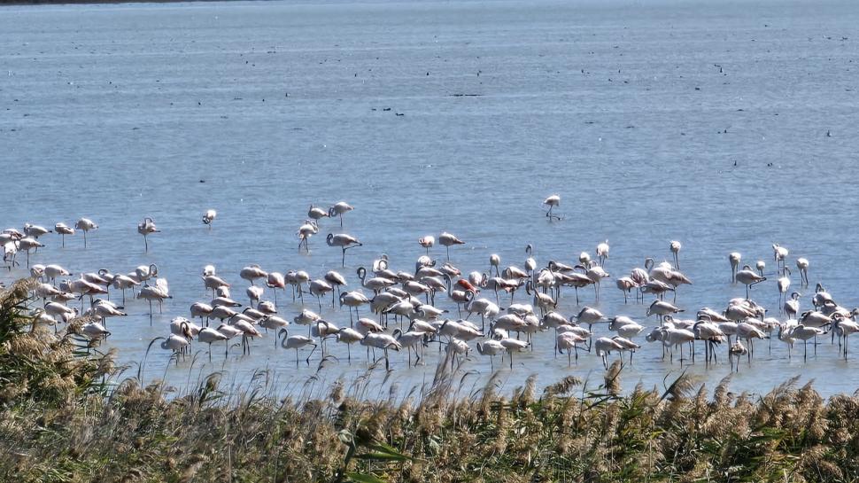 Imagini spectaculoase la malul Mării Negre: Lacul Nuntași s-a umplut de păsări flamingo roz 1007876