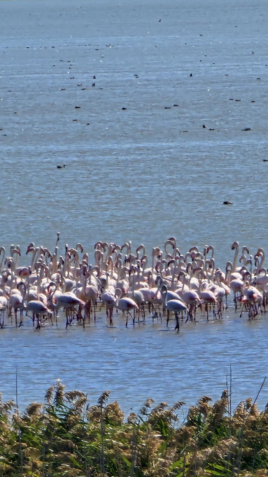 Imagini spectaculoase la malul Mării Negre: Lacul Nuntași s-a umplut de păsări flamingo roz 1007877