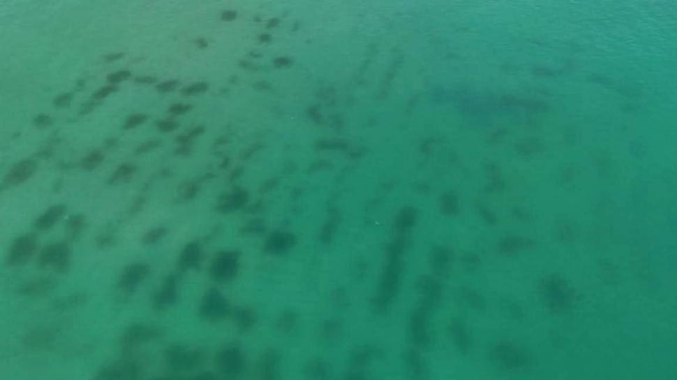 „România scrie istorie în Marea Neagră”, cu pajişti submarine de iarbă şi recife artificiale. Cum arată „plămânii verzi-albaștri” 1007880