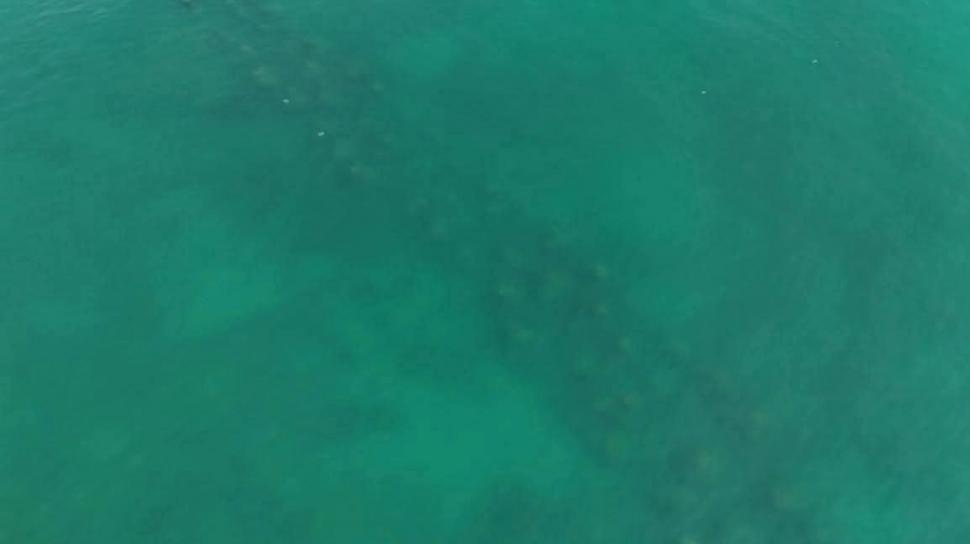 „România scrie istorie în Marea Neagră”, cu pajişti submarine de iarbă şi recife artificiale. Cum arată „plămânii verzi-albaștri” 1007881