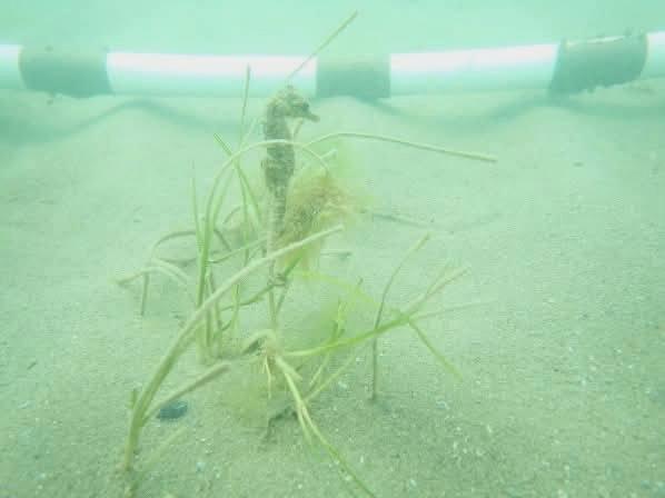 „România scrie istorie în Marea Neagră”, cu pajişti submarine de iarbă şi recife artificiale. Cum arată „plămânii verzi-albaștri” 1007882