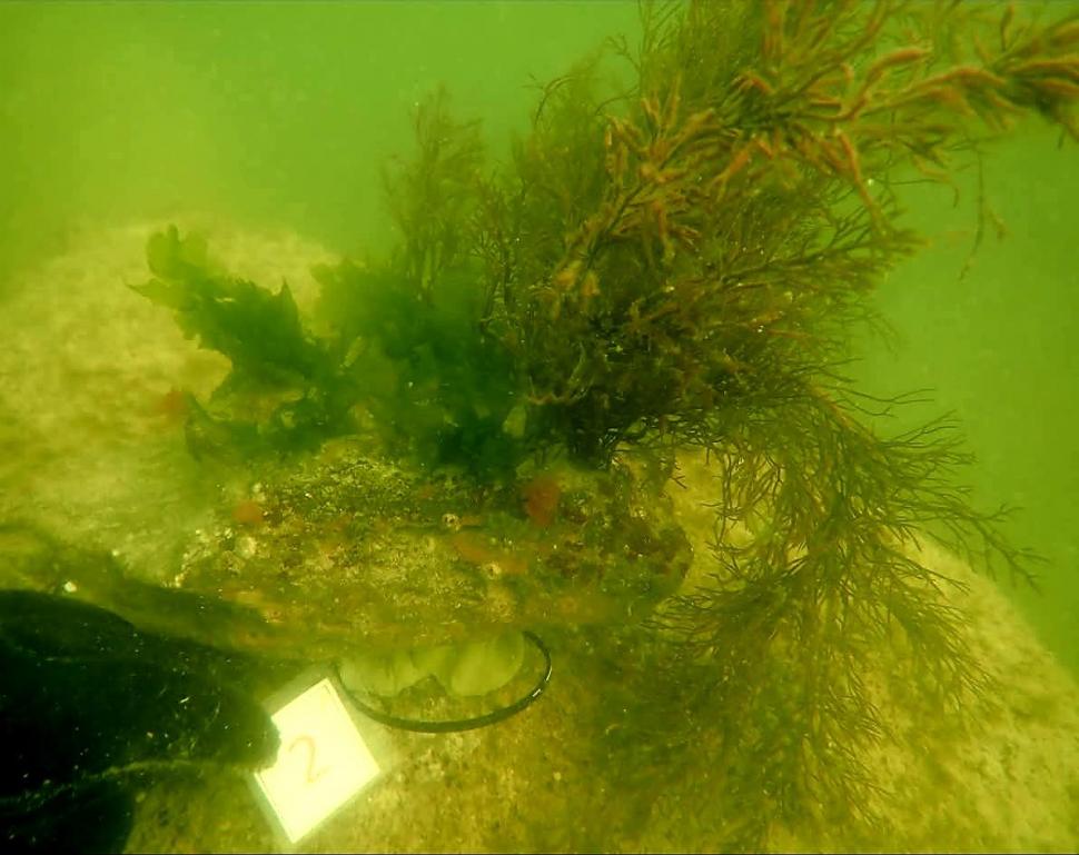 „România scrie istorie în Marea Neagră”, cu pajişti submarine de iarbă şi recife artificiale. Cum arată „plămânii verzi-albaștri” 1007883