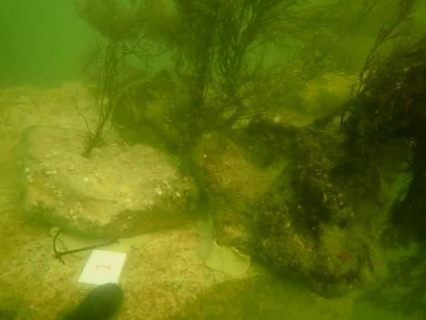 „România scrie istorie în Marea Neagră”, cu pajişti submarine de iarbă şi recife artificiale. Cum arată „plămânii verzi-albaștri” 1007884