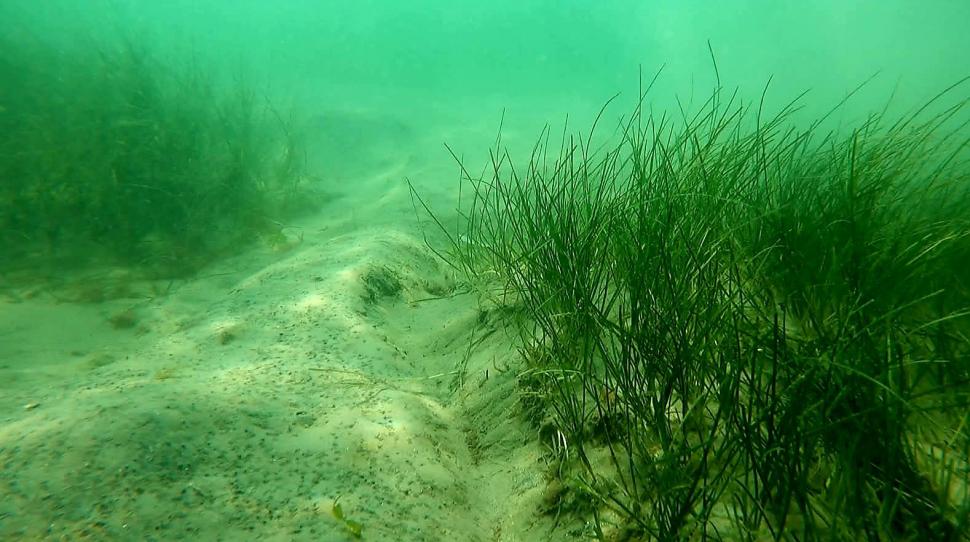 „România scrie istorie în Marea Neagră”, cu pajişti submarine de iarbă şi recife artificiale. Cum arată „plămânii verzi-albaștri” 1007885