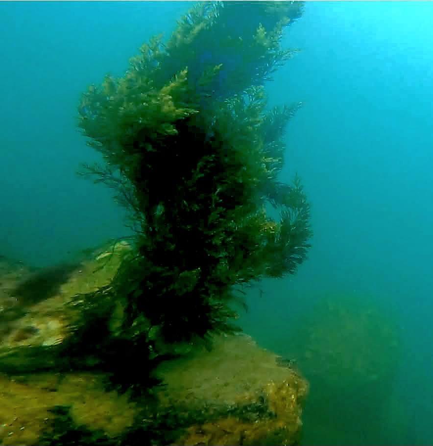 „România scrie istorie în Marea Neagră”, cu pajişti submarine de iarbă şi recife artificiale. Cum arată „plămânii verzi-albaștri” 1007886