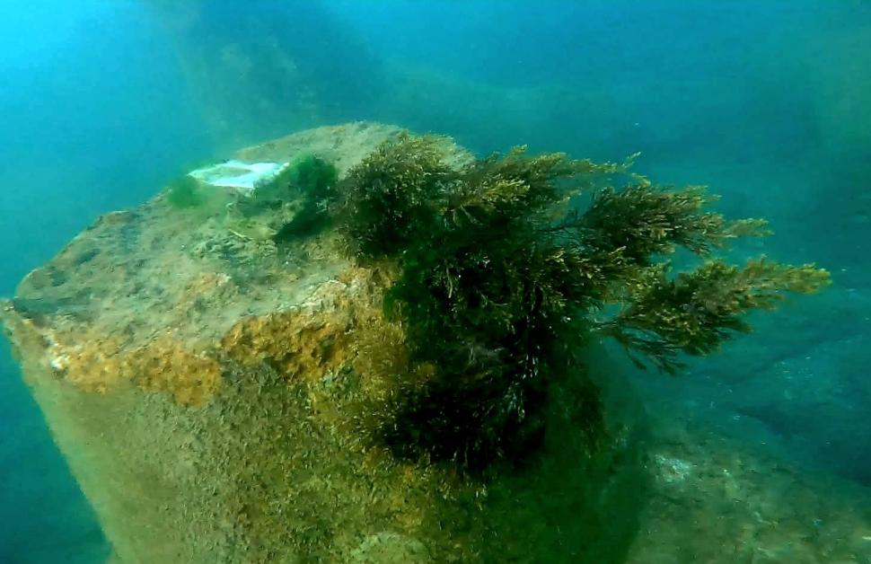 „România scrie istorie în Marea Neagră”, cu pajişti submarine de iarbă şi recife artificiale. Cum arată „plămânii verzi-albaștri” 1007887
