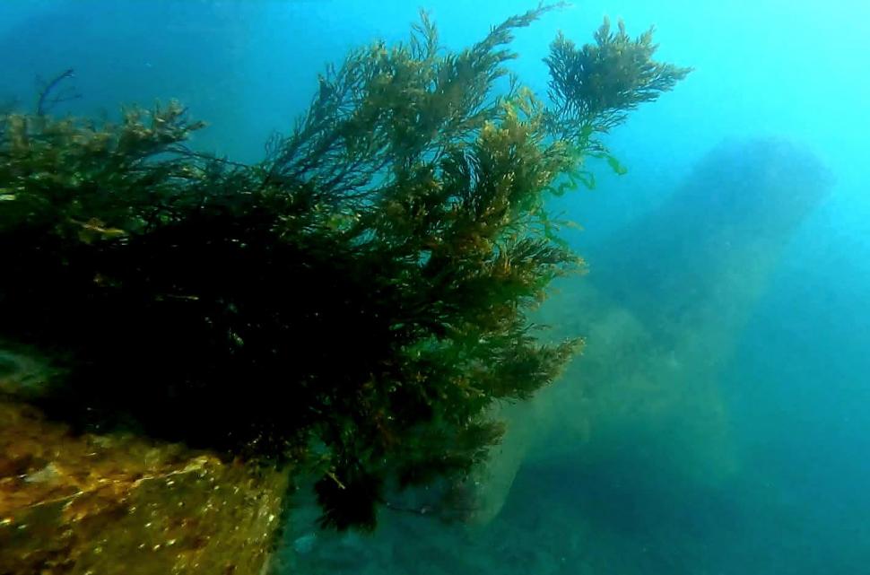 „România scrie istorie în Marea Neagră”, cu pajişti submarine de iarbă şi recife artificiale. Cum arată „plămânii verzi-albaștri” 1007888