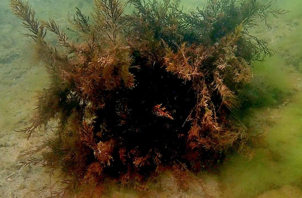 „România scrie istorie în Marea Neagră”, cu pajişti submarine de iarbă şi recife artificiale. Cum arată „plămânii verzi-albaștri” 1007889