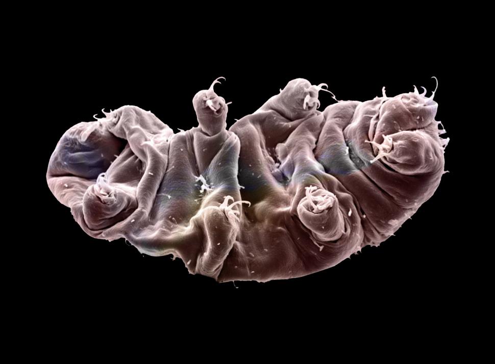 Aceasta e cea mai rezistentă creatură din lume. Supraviețuieste în orice scenariu: arsă la 150°C, înghețată și chiar și în spațiu 1008382