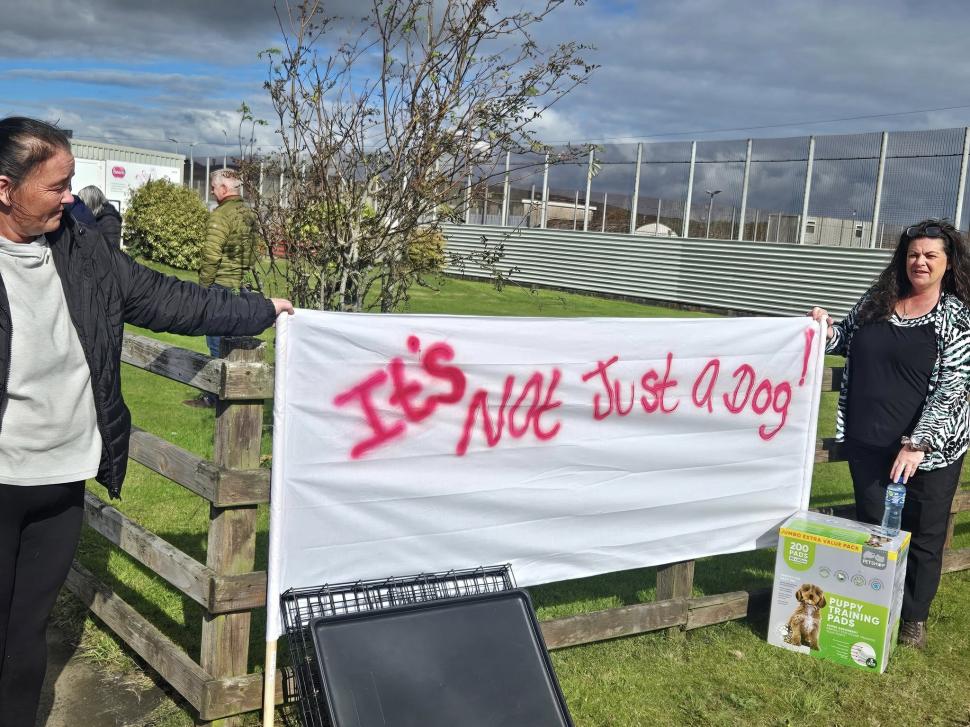 Bailey, câinele închis „pe viață” într-un penitenciar din Irlanda de Nord, a fost eliberat: „A fost un episod rușinos” 1009200