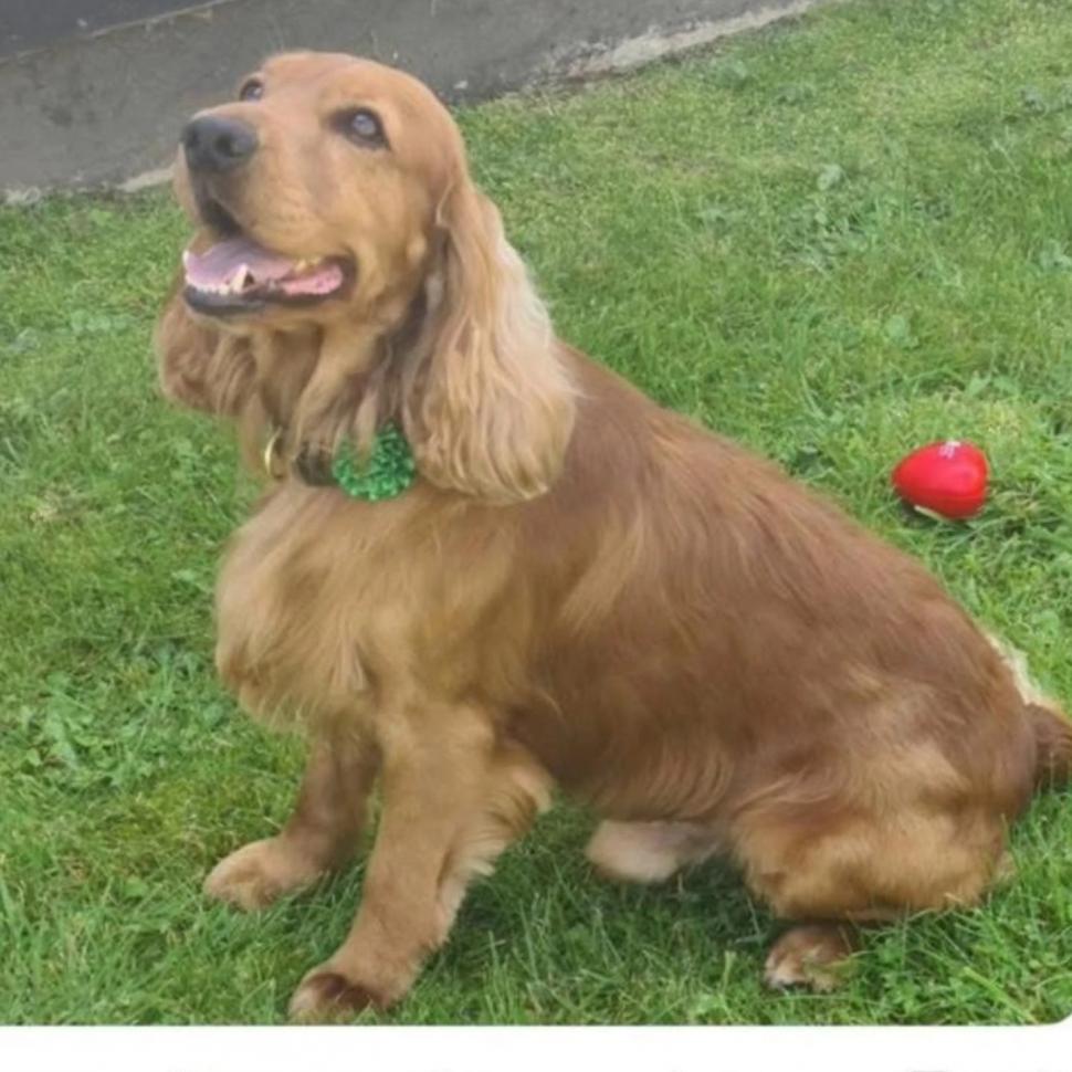 Bailey, câinele închis „pe viață” într-un penitenciar din Irlanda de Nord, a fost eliberat: „A fost un episod rușinos” 1009202