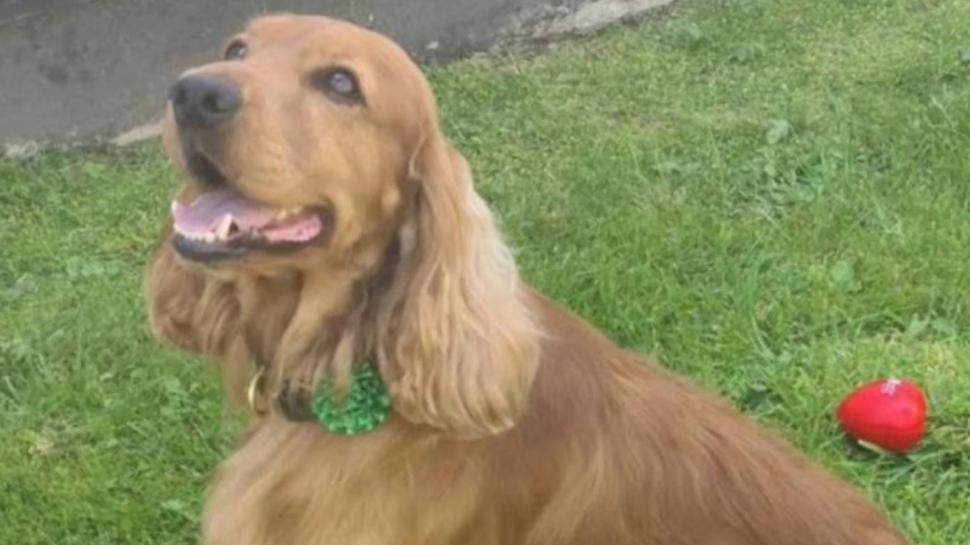 Bailey, câinele închis „pe viață” într-un penitenciar din Irlanda de Nord, a fost eliberat: „A fost un episod rușinos” 1009204