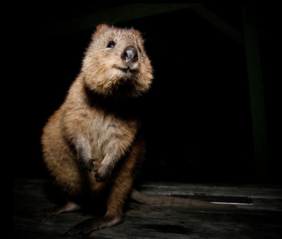 Cel mai vesel animal din lume. Oamenii călătoresc mii de kilometri pentru un selfie cu un quokka 1010296