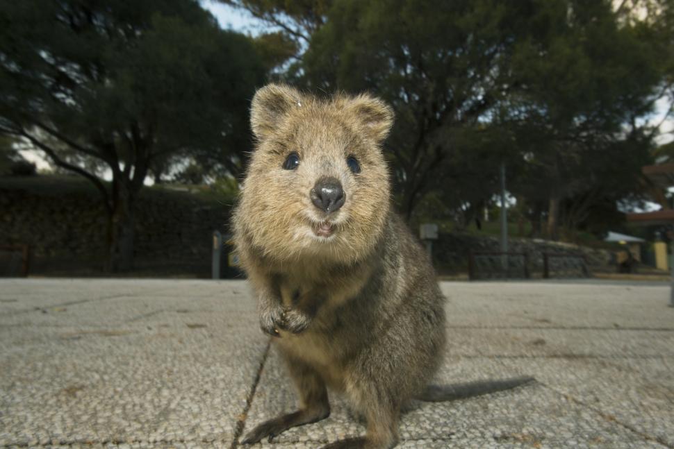 Cel mai vesel animal din lume. Oamenii călătoresc mii de kilometri pentru un selfie cu un quokka 1010297