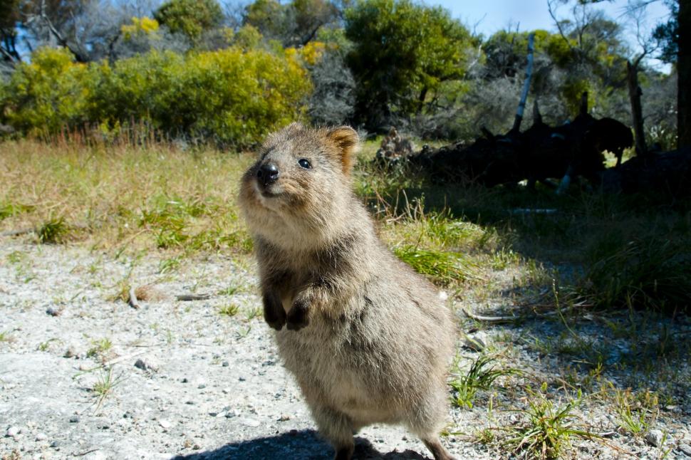 Cel mai vesel animal din lume. Oamenii călătoresc mii de kilometri pentru un selfie cu un quokka 1010298