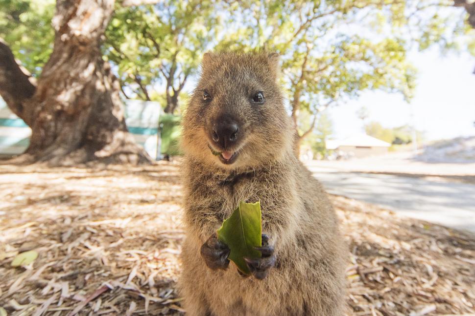 Cel mai vesel animal din lume. Oamenii călătoresc mii de kilometri pentru un selfie cu un quokka 1010300