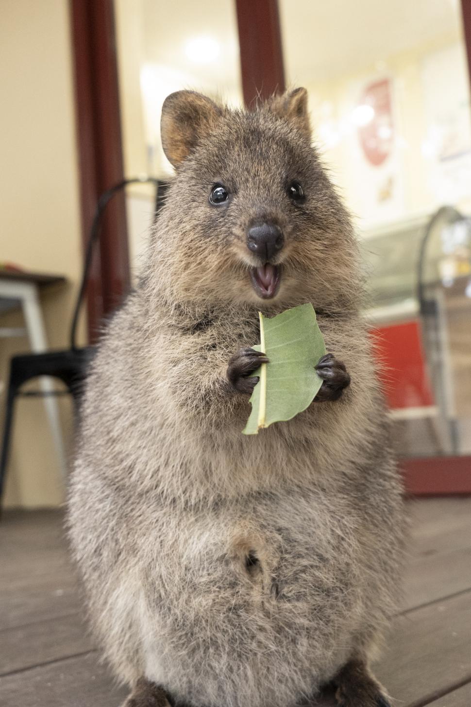 Cel mai vesel animal din lume. Oamenii călătoresc mii de kilometri pentru un selfie cu un quokka 1010301