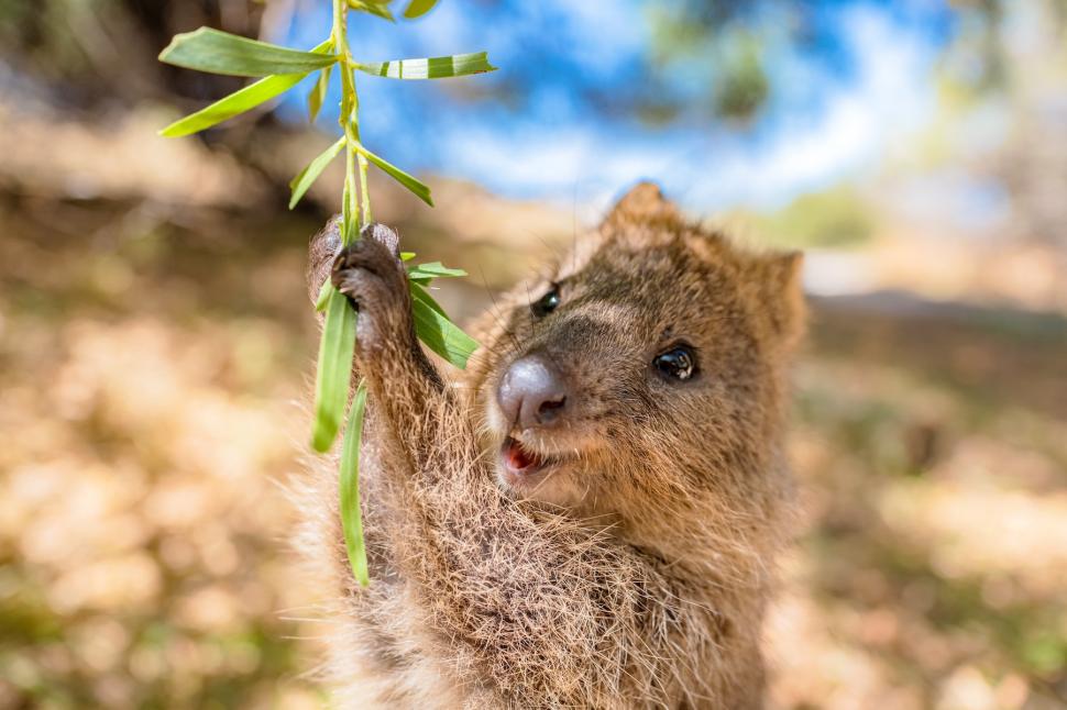 Cel mai vesel animal din lume. Oamenii călătoresc mii de kilometri pentru un selfie cu un quokka 1010302