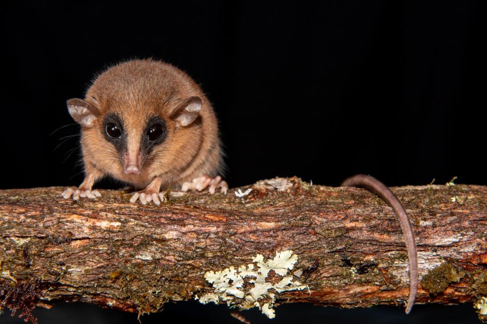 O creatură misterioasă a fost descoperită în „pădurea de nori interzisă” din Peru: Ce se știe despre noua specie de animal 1010153