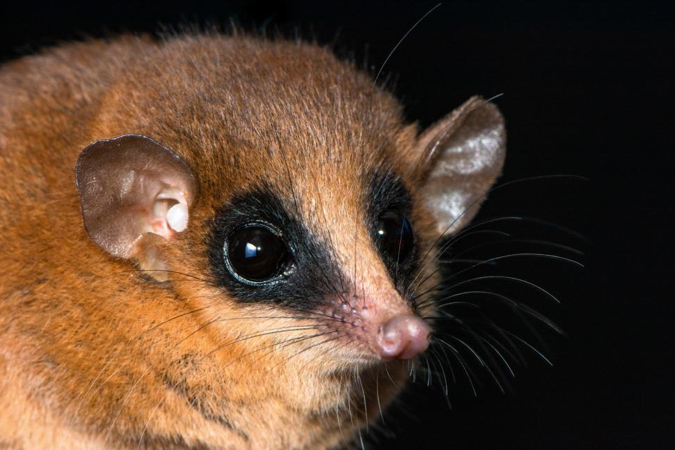 O creatură misterioasă a fost descoperită în „pădurea de nori interzisă” din Peru: Ce se știe despre noua specie de animal 1010154