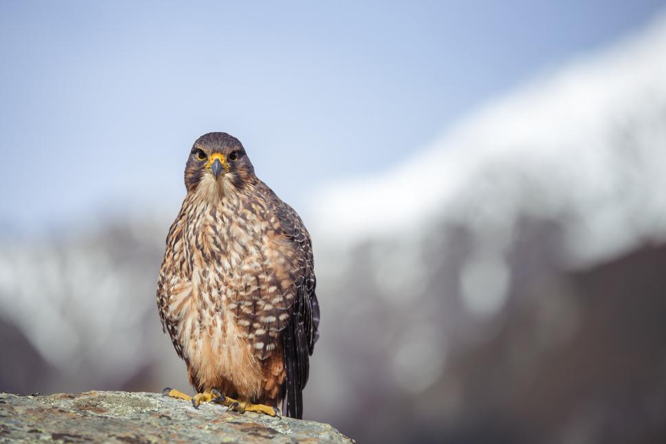 „Kārearea” este Pasărea Anului în Noua Zeelandă. Imagini spectaculoase cu șoimul care poate atinge 230 de km/h în picaj 1010748