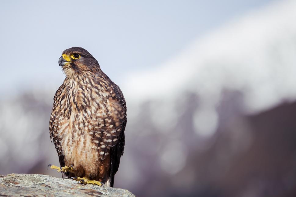 „Kārearea” este Pasărea Anului în Noua Zeelandă. Imagini spectaculoase cu șoimul care poate atinge 230 de km/h în picaj 1010751
