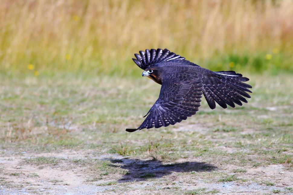 „Kārearea” este Pasărea Anului în Noua Zeelandă. Imagini spectaculoase cu șoimul care poate atinge 230 de km/h în picaj 1010753