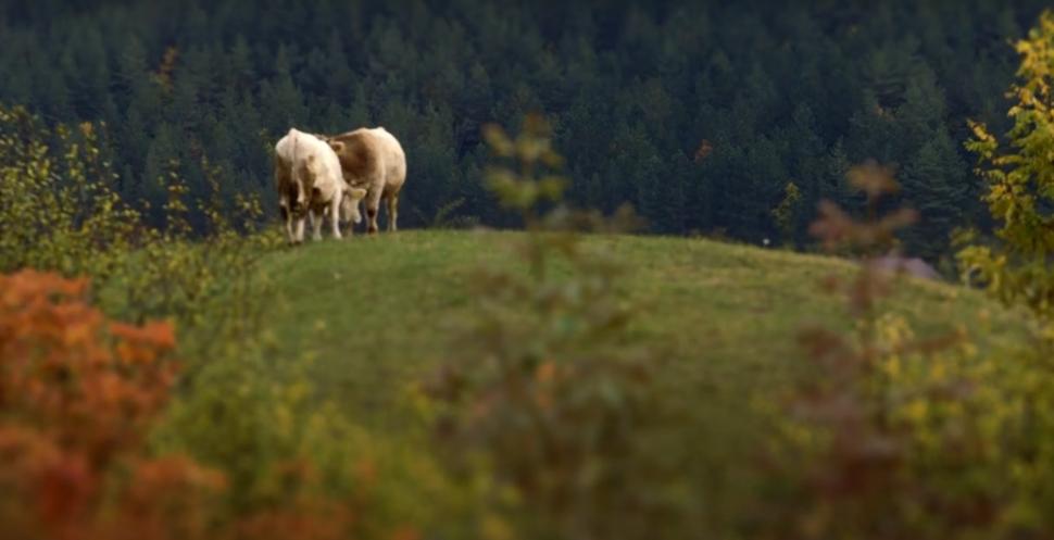 Prima regiune din România inclusă în platforma Google Arts&Culture. Colecţia prezintă fotografii spectaculoase din Ținutul Buzăului 1010757