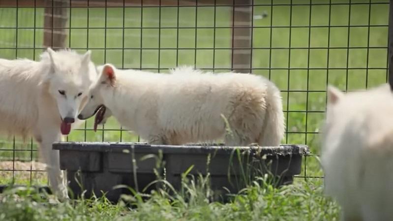 Lupii preistorici înviați în laborator au împlinit un an. Cum arată acum Romulus și Remus. Fiecare cântărește peste 50 de kilograme 1011544