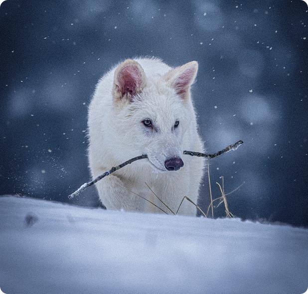 Lupii preistorici înviați în laborator au împlinit un an. Cum arată acum Romulus și Remus. Fiecare cântărește peste 50 de kilograme 1011546