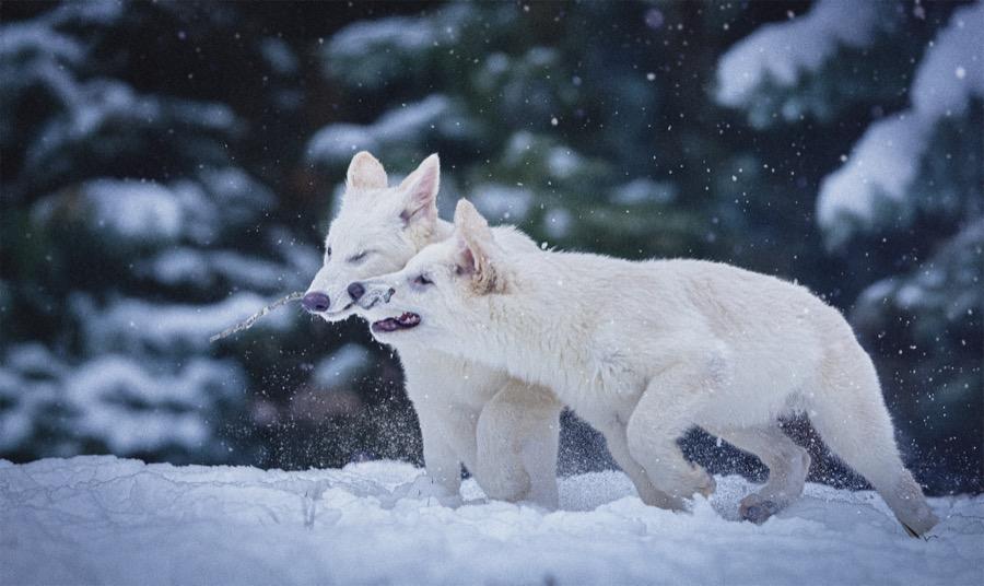 Lupii preistorici înviați în laborator au împlinit un an. Cum arată acum Romulus și Remus. Fiecare cântărește peste 50 de kilograme 1011549