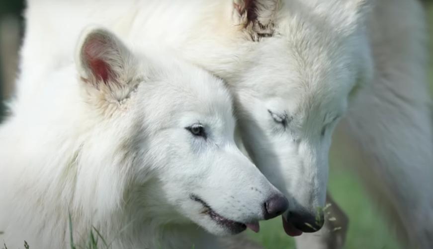 Lupii preistorici înviați în laborator au împlinit un an. Cum arată acum Romulus și Remus. Fiecare cântărește peste 50 de kilograme 1011550