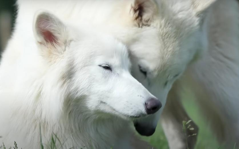 Lupii preistorici înviați în laborator au împlinit un an. Cum arată acum Romulus și Remus. Fiecare cântărește peste 50 de kilograme 1011551