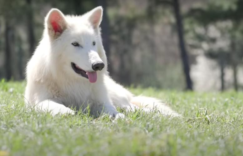 Lupii preistorici înviați în laborator au împlinit un an. Cum arată acum Romulus și Remus. Fiecare cântărește peste 50 de kilograme 1011553