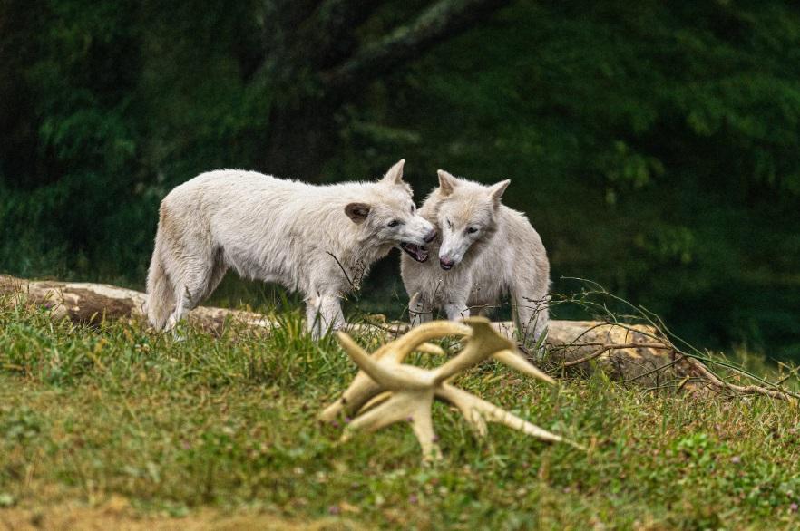 Lupii preistorici înviați în laborator au împlinit un an. Cum arată acum Romulus și Remus. Fiecare cântărește peste 50 de kilograme 1011555
